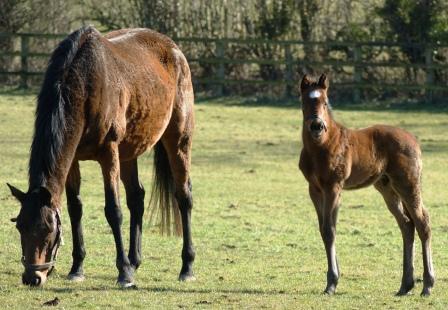 2015 Colt by Henrythenavigator